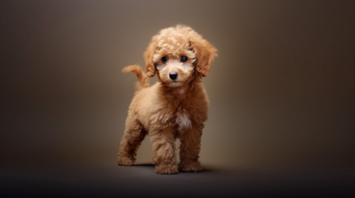 Poodle Puppy For Sale - Seaside Pups